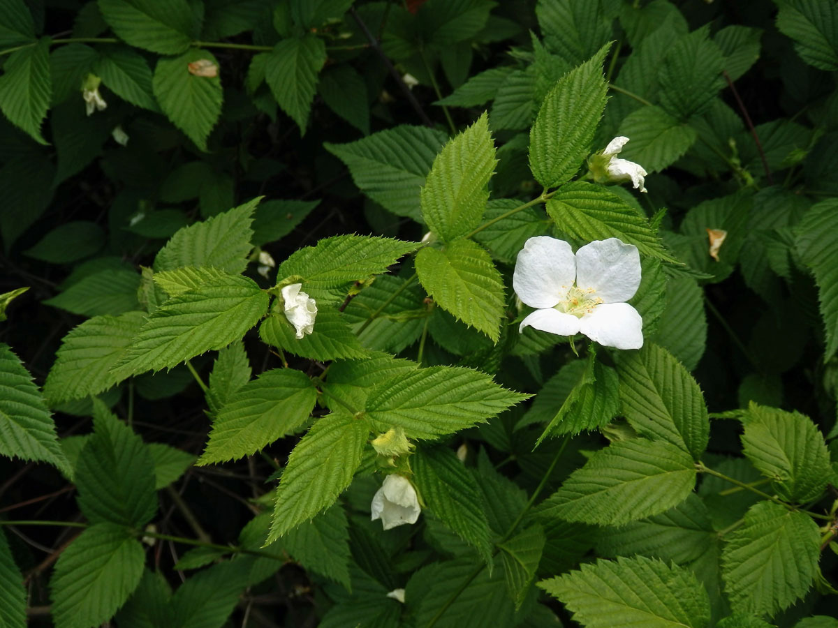 Růžovec bělokvětý (Rhodotypos scandens (Thunb.) Makino)