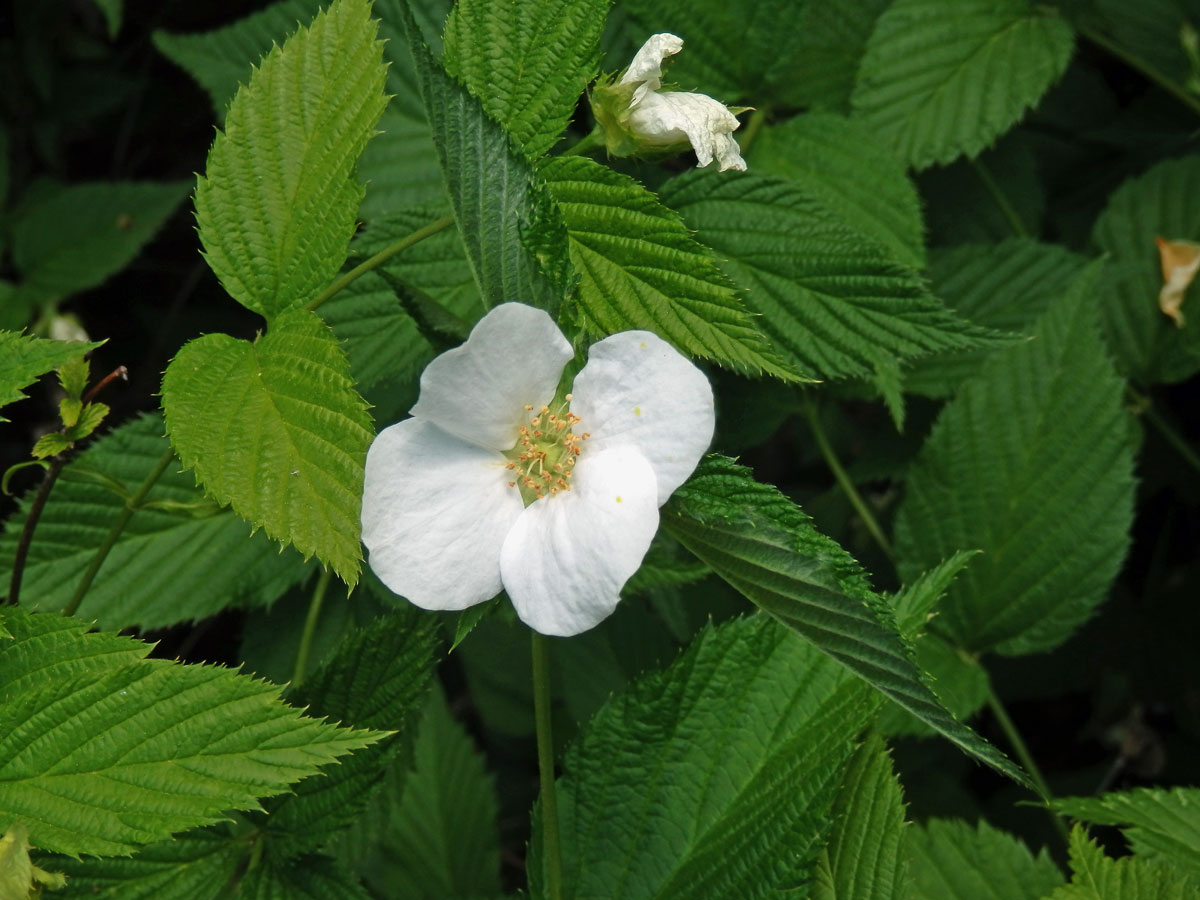 Růžovec bělokvětý (Rhodotypos scandens (Thunb.) Makino)