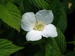 Růžovec bělokvětý (Rhodotypos scandens (Thunb.) Makino)