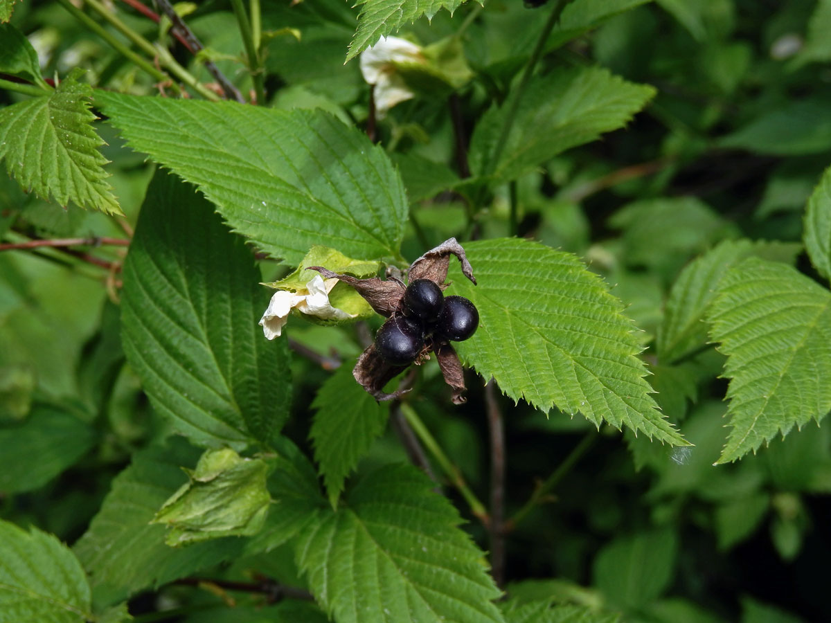 Růžovec bělokvětý (Rhodotypos scandens (Thunb.) Makino)