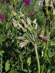 Česnek (Allium sicullum Ucria)