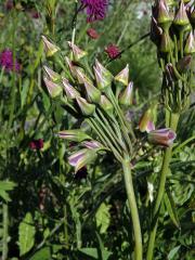 Česnek (Allium sicullum Ucria)  