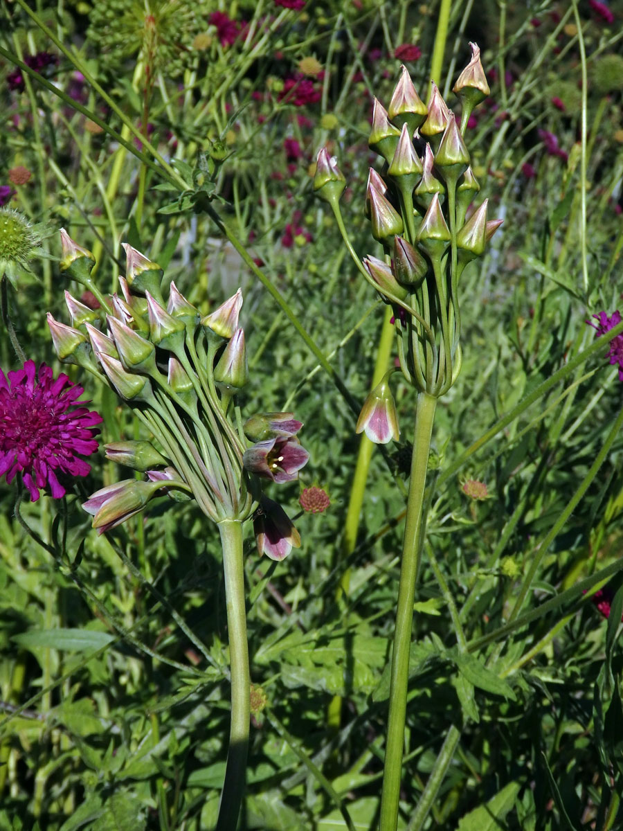 Česnek (Allium sicullum Ucria)