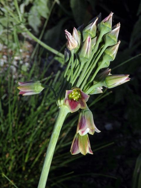 Česnek (Allium sicullum Ucria)