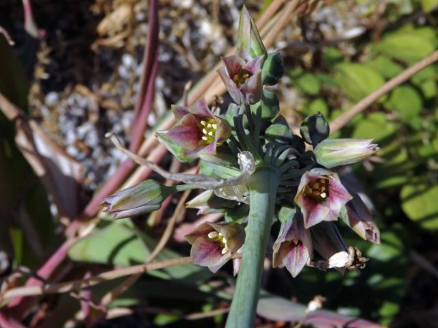 Česnek (Allium sicullum Ucria)