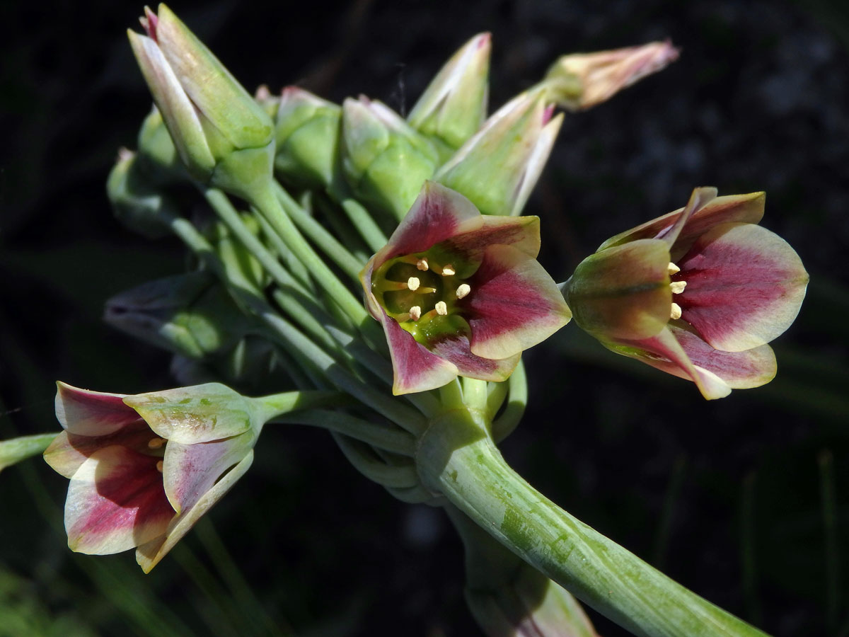 Česnek (Allium sicullum Ucria)