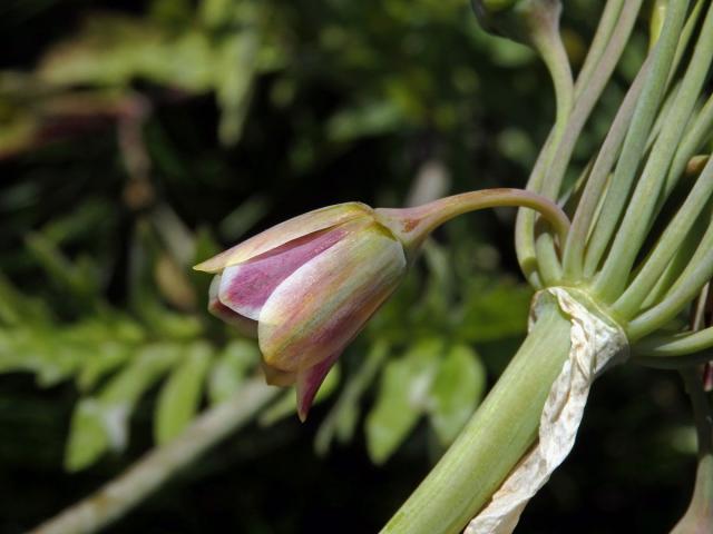 Česnek (Allium sicullum Ucria)