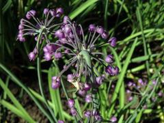 Česnek převislý (Allium cernuum Roth)