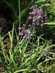 Česnek převislý (Allium cernuum Roth)