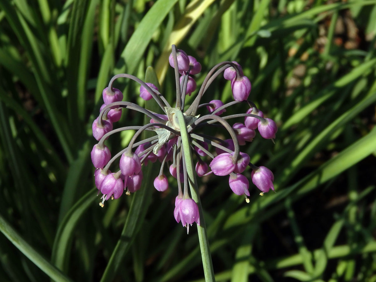 Česnek převislý (Allium cernuum Roth)