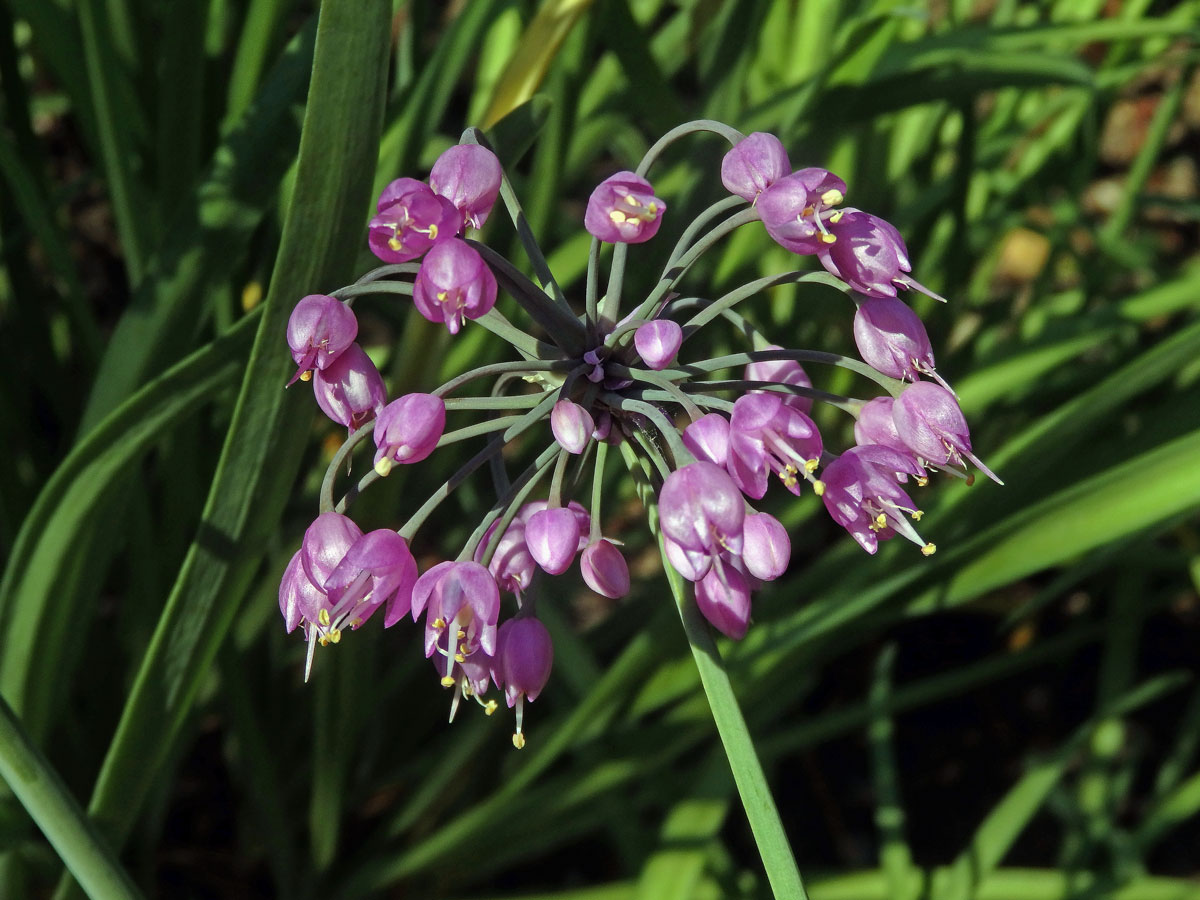 Česnek převislý (Allium cernuum Roth)