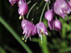 Česnek převislý (Allium cernuum Roth)