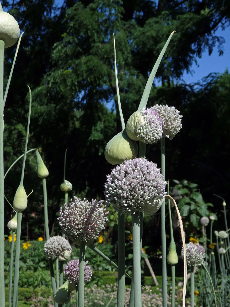 Pór zahradní (Allium porrum L.)