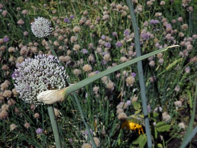 Pór zahradní (Allium porrum L.)