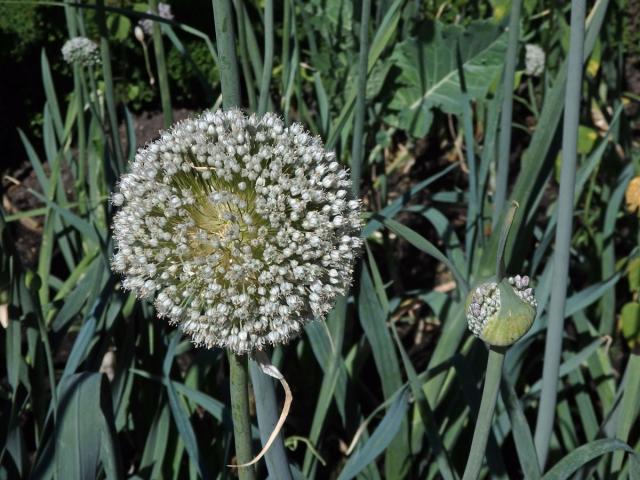 Pór zahradní (Allium porrum L.)