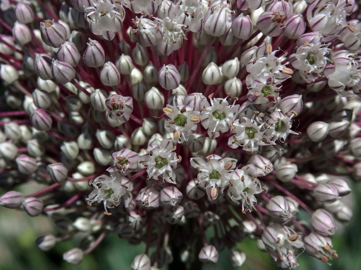 Pór zahradní (Allium porrum L.)