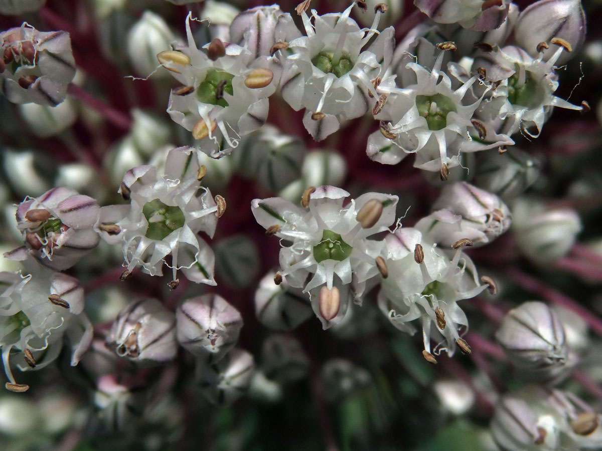 Pór zahradní (Allium porrum L.)