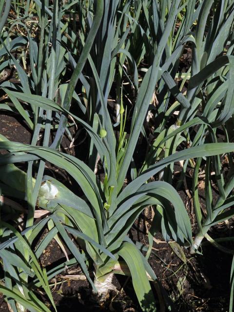 Pór zahradní (Allium porrum L.)