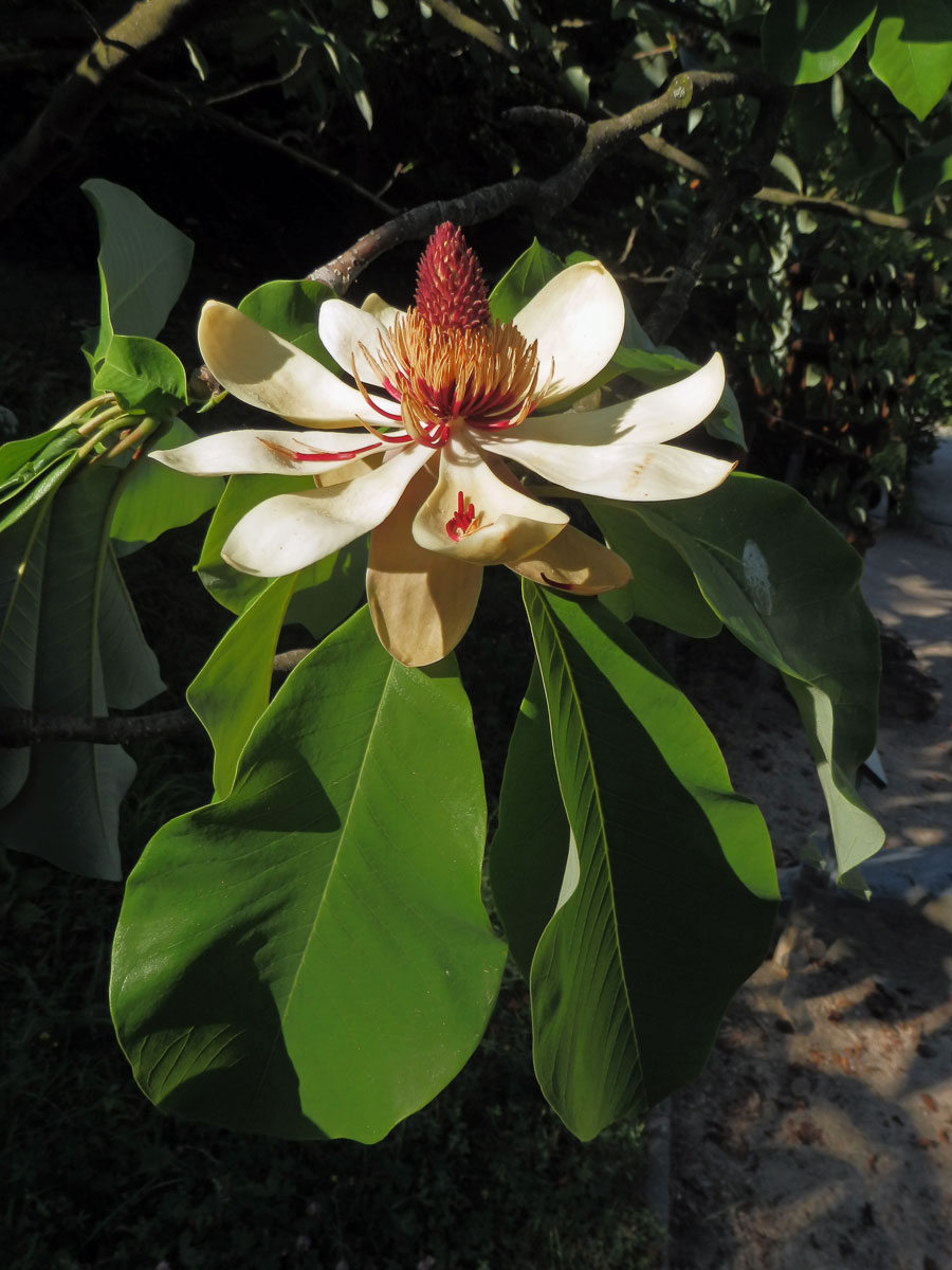 Šácholan obvejčitý (Magnolia hypoleuca Siebold Zucc.)