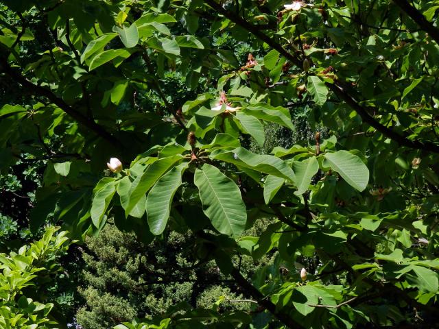 Šácholan obvejčitý (Magnolia hypoleuca Siebold Zucc.)