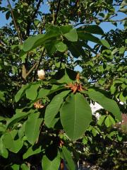 Šácholan obvejčitý (Magnolia hypoleuca Siebold Zucc.)