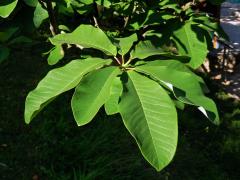 Šácholan obvejčitý (Magnolia hypoleuca Siebold Zucc.)