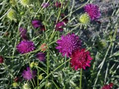 Chrastavec makedonský (Knautia macedonica Griseb.)   