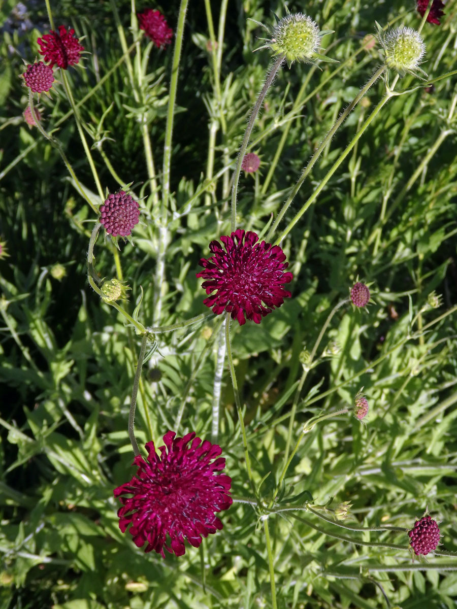 Chrastavec makedonský (Knautia macedonica Griseb.)