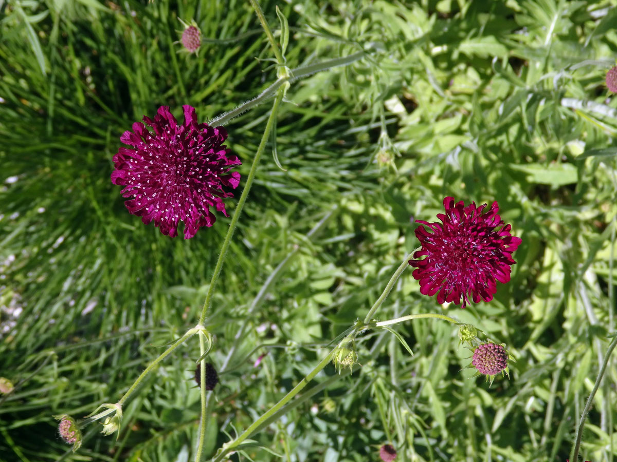 Chrastavec makedonský (Knautia macedonica Griseb.)