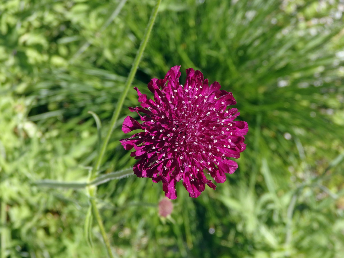 Chrastavec makedonský (Knautia macedonica Griseb.)