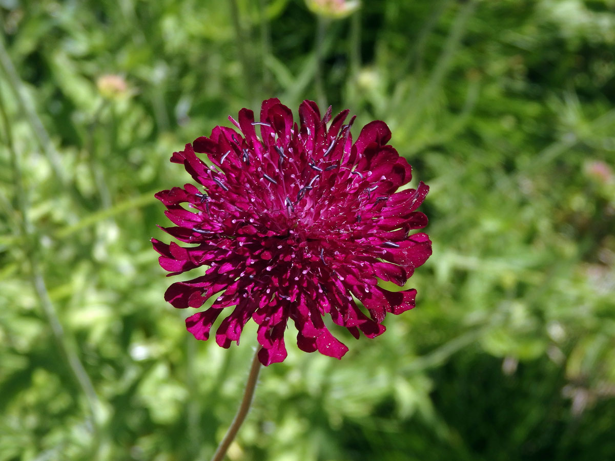 Chrastavec makedonský (Knautia macedonica Griseb.)