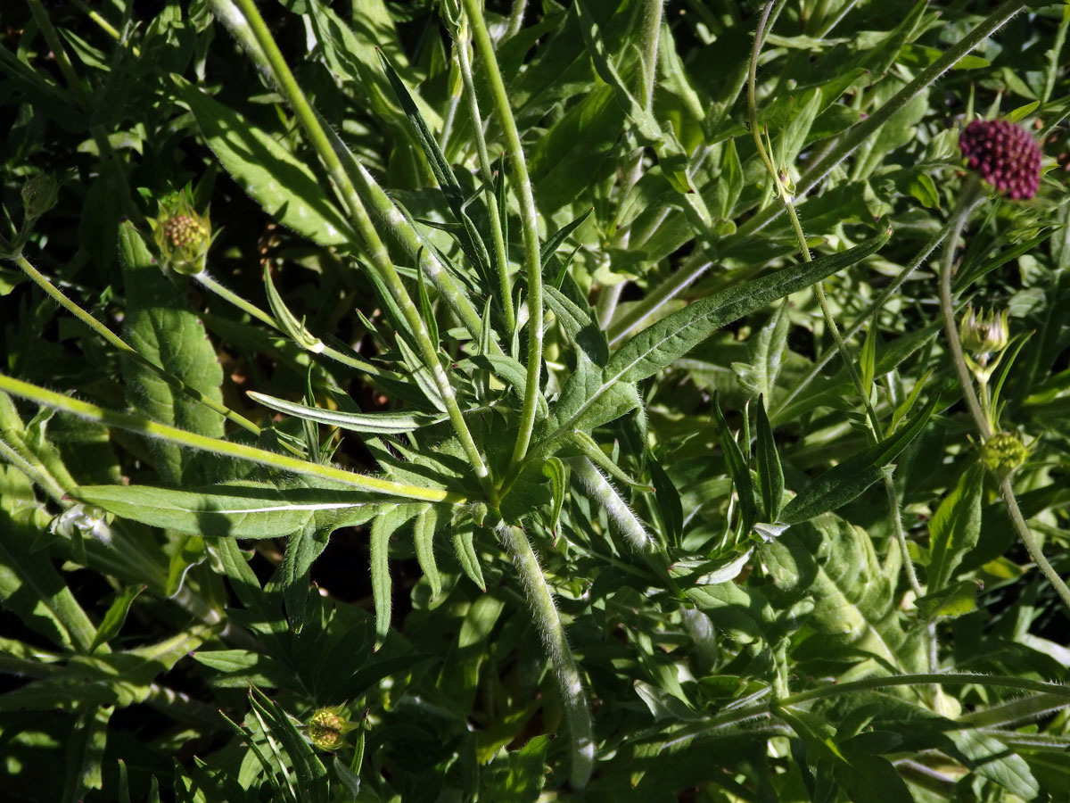 Chrastavec makedonský (Knautia macedonica Griseb.)