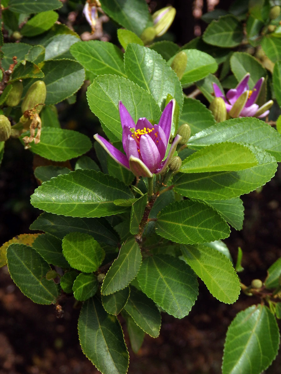 Grevie kaferská (Grewia caffra Meisn.)