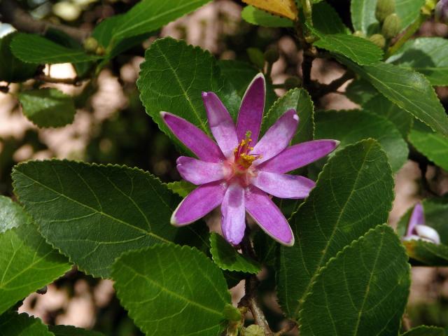 Grevie kaferská (Grewia caffra Meisn.)