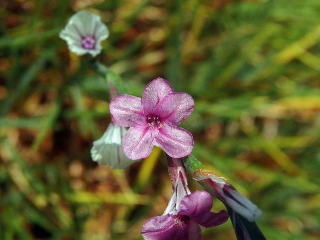 Trávníčkovec (Acantholimon caryophyllaceum Boiss.)