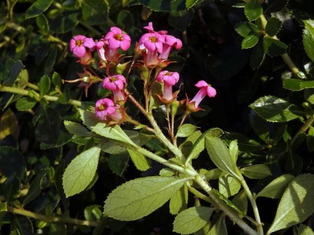 Zábluda červená (Escallonia rubra (Ruiz & Pavón) Pers.)