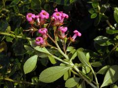 Zábluda červená (Escallonia rubra (Ruiz & Pavón) Pers.)  