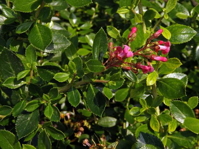 Zábluda červená (Escallonia rubra (Ruiz & Pavón) Pers.)