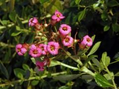 Zábluda červená (Escallonia rubra (Ruiz & Pavón) Pers.)