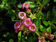 Zábluda červená (Escallonia rubra (Ruiz & Pavón) Pers.)