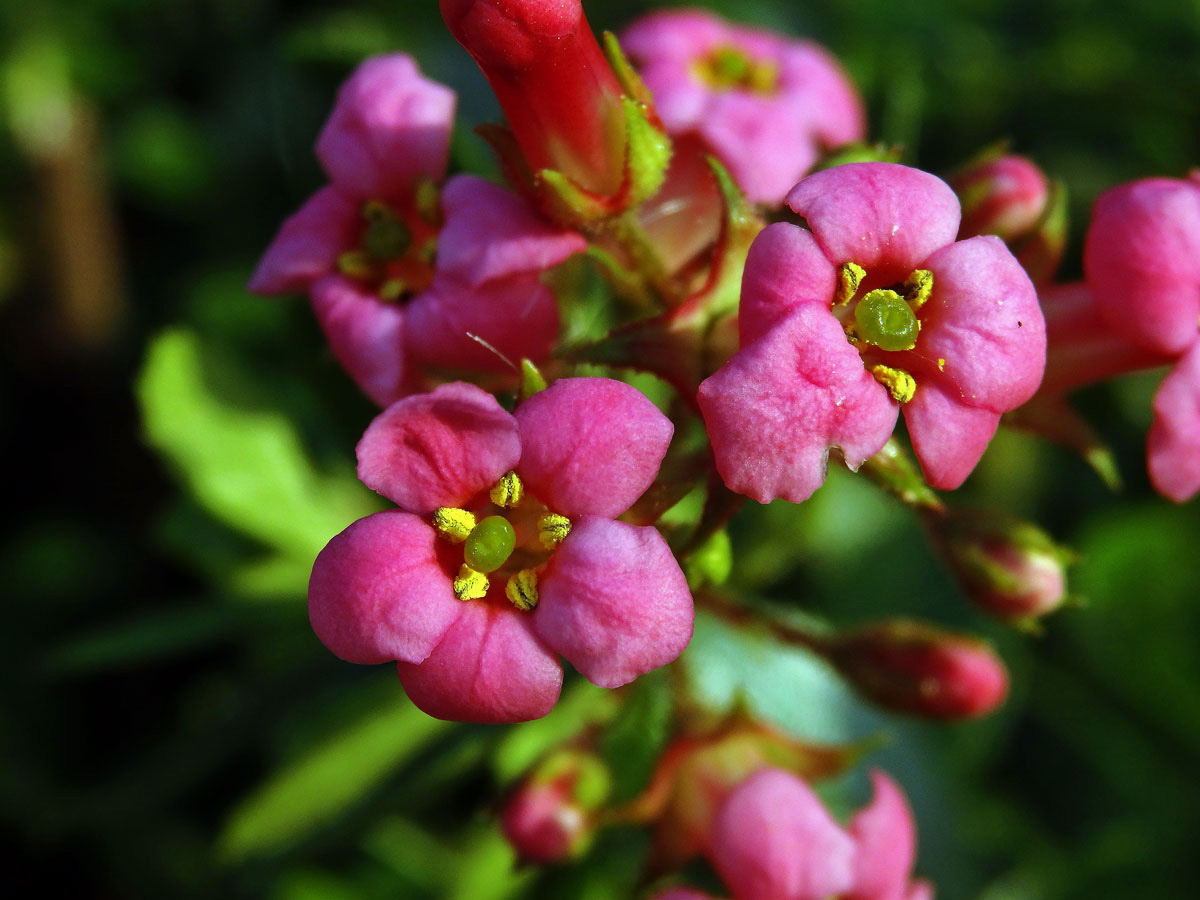 Zábluda červená (Escallonia rubra (Ruiz & Pavón) Pers.)