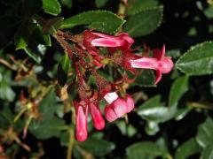 Zábluda červená (Escallonia rubra (Ruiz & Pavón) Pers.)