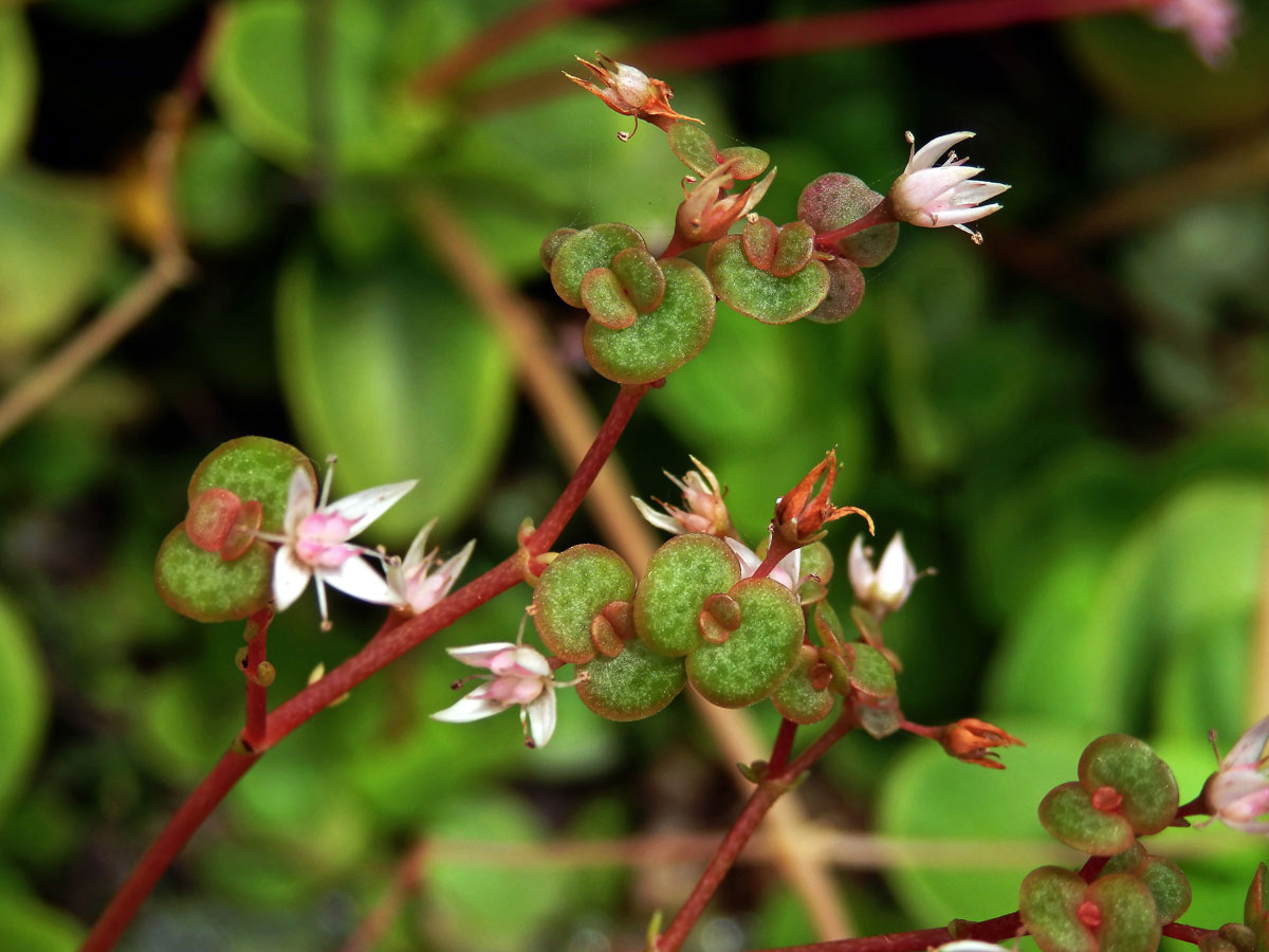 Tlustice (Crassula multicava Lem.) s proliferací květů