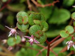 Tlustice (Crassula multicava Lem.) s proliferací květů