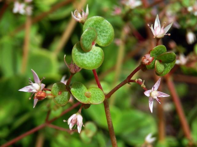 Tlustice (Crassula multicava Lem.) s proliferací květů