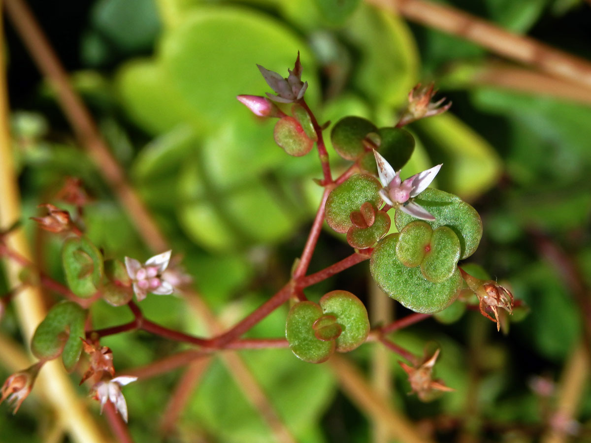 Tlustice (Crassula multicava Lem.) s proliferací květů