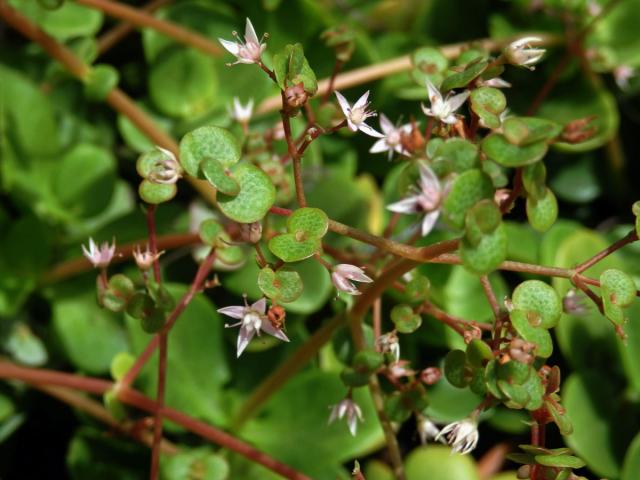 Tlustice (Crassula multicava Lem.) s proliferací květů