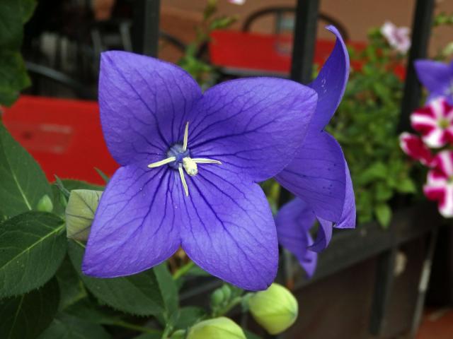 Boubelka velkokvětá (Platycodon grandiflorum (Jacw.) A. DC.), čtyřčetný květ (4)