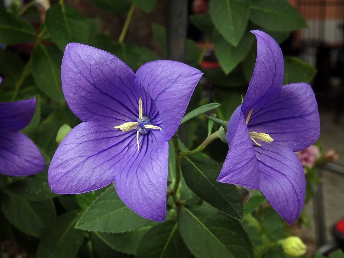 Boubelka velkokvětá (Platycodon grandiflorum (Jacw.) A. DC.), čtyřčetný květ (5)