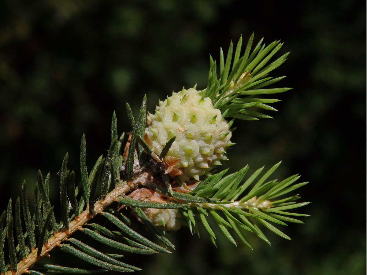 Hálky korovnice pupenové (Adelges lacricis), smrk ztepilý